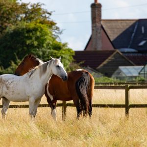 Chevaux de loisirs
