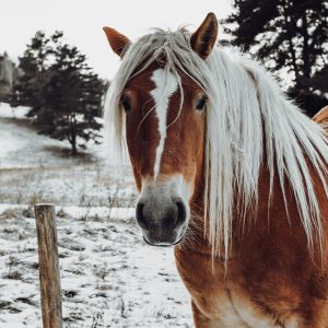 Chevaux âgés