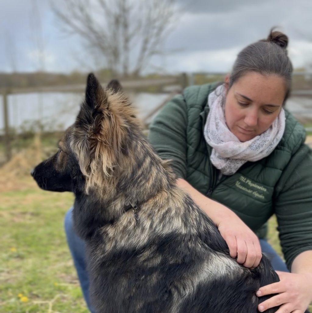 Massage canin de uka berger allemand