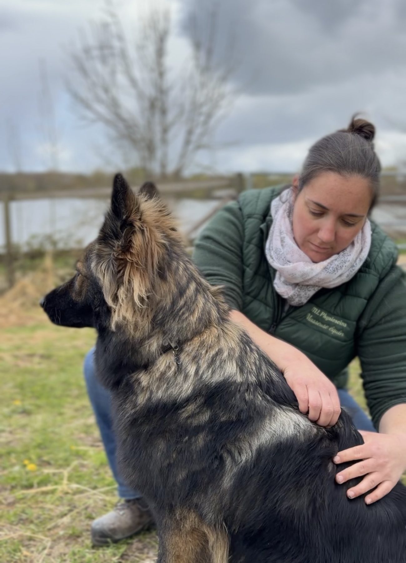 Massage canin de uka berger allemand