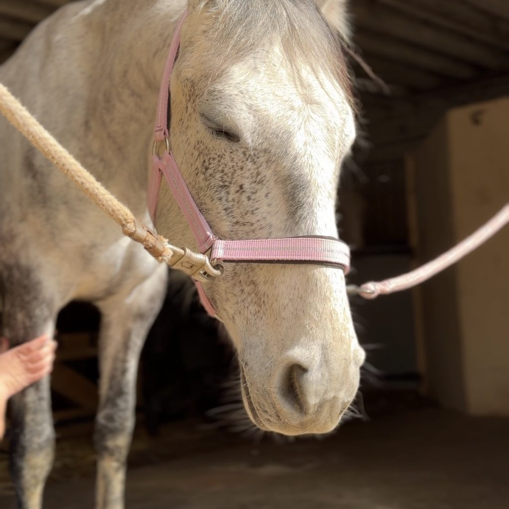 Cheval gris qui s'endort lors du massage des membres