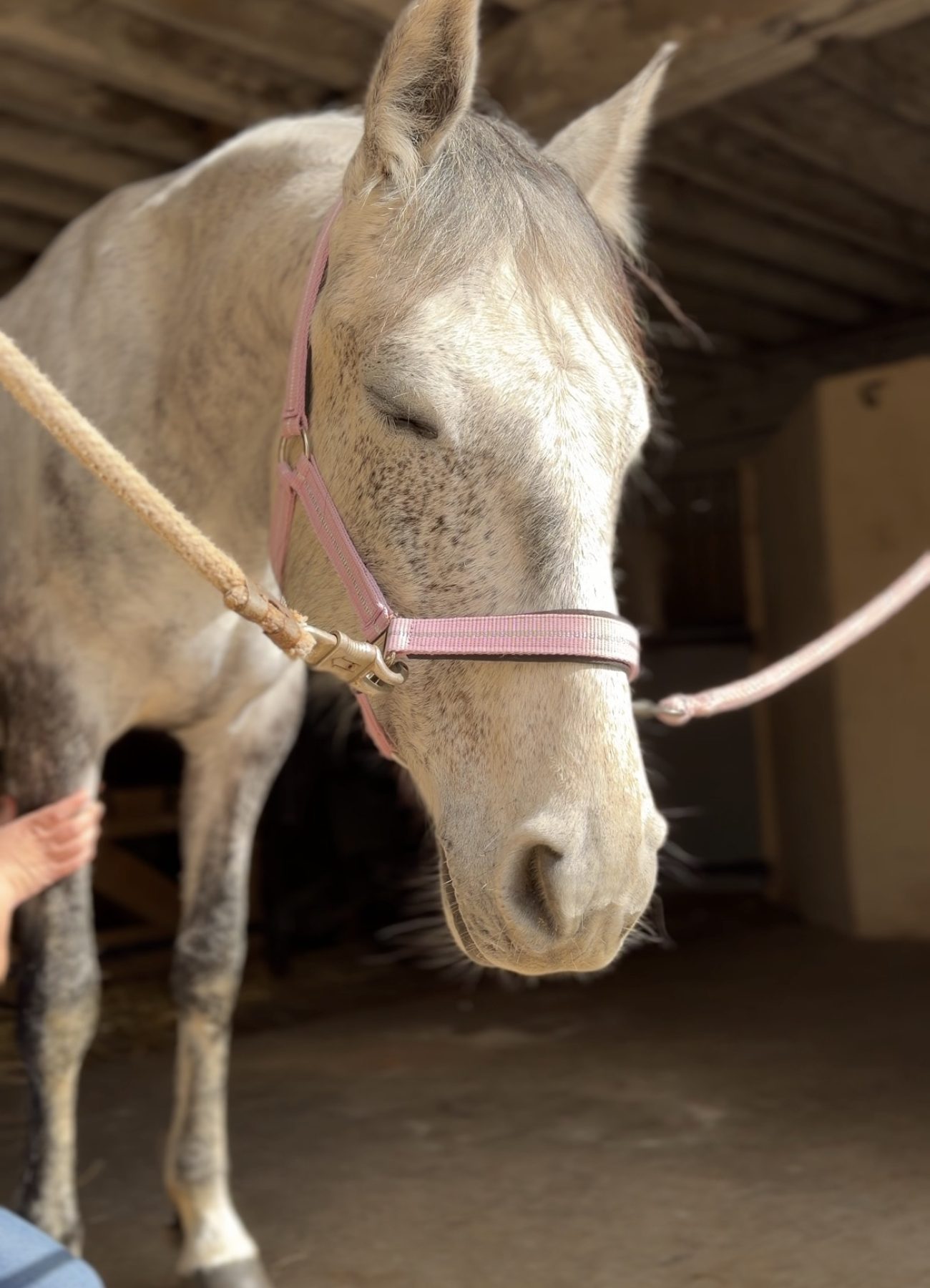 Cheval gris qui s'endort lors du massage des membres